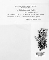 Cladonia crispata image